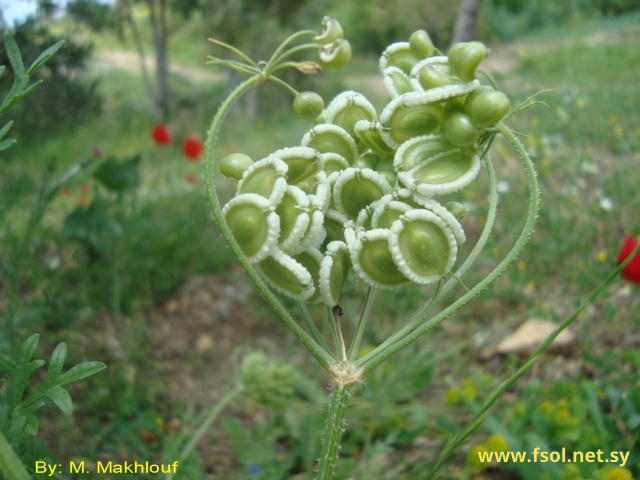 Tordylium aegyptiacum (L.) Lam